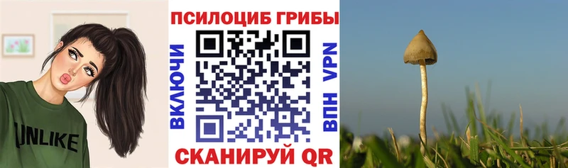 Купить где  Ижевск  Псилоцибиновые грибы мицелий 